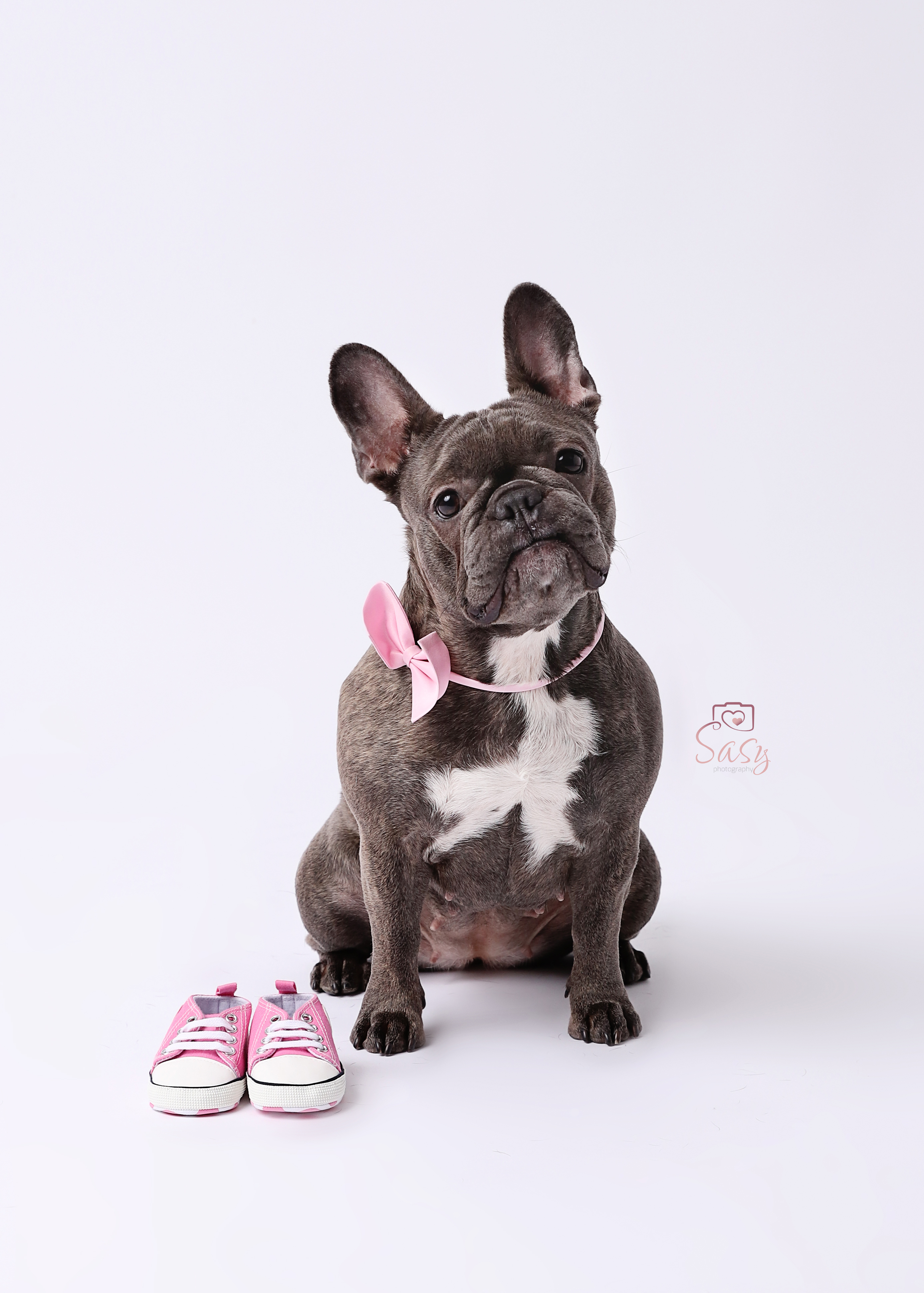 Auch Hunde können glänzen, bei Sasy Photography